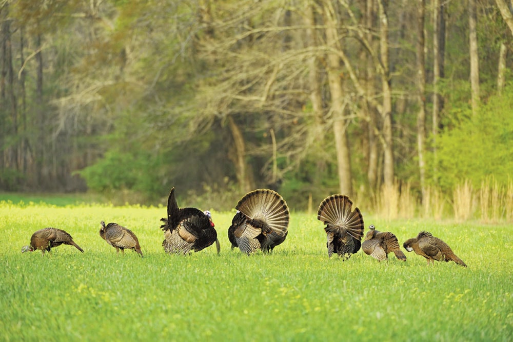 seven turkeys