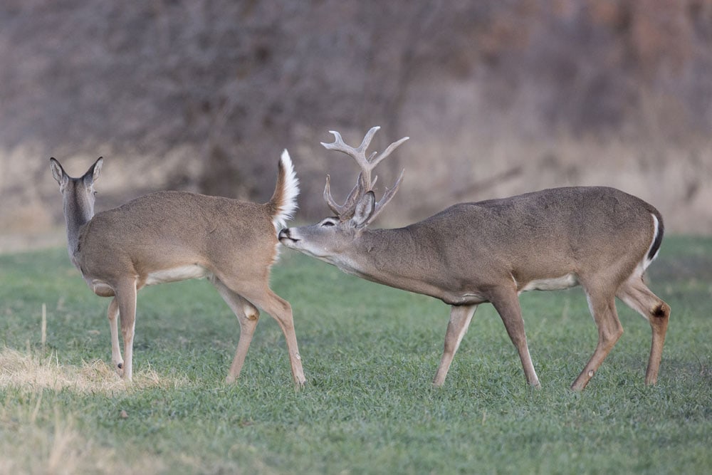 rutting deer