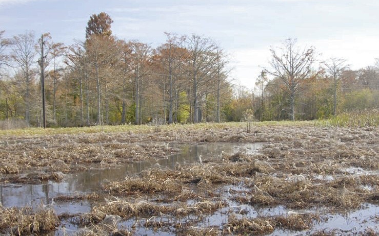 flooded field