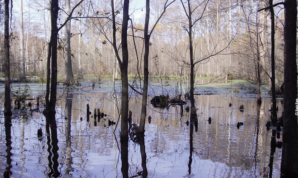 flooded hardwoods