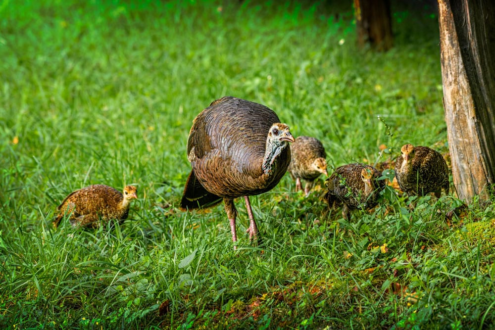 hen turkey with poults