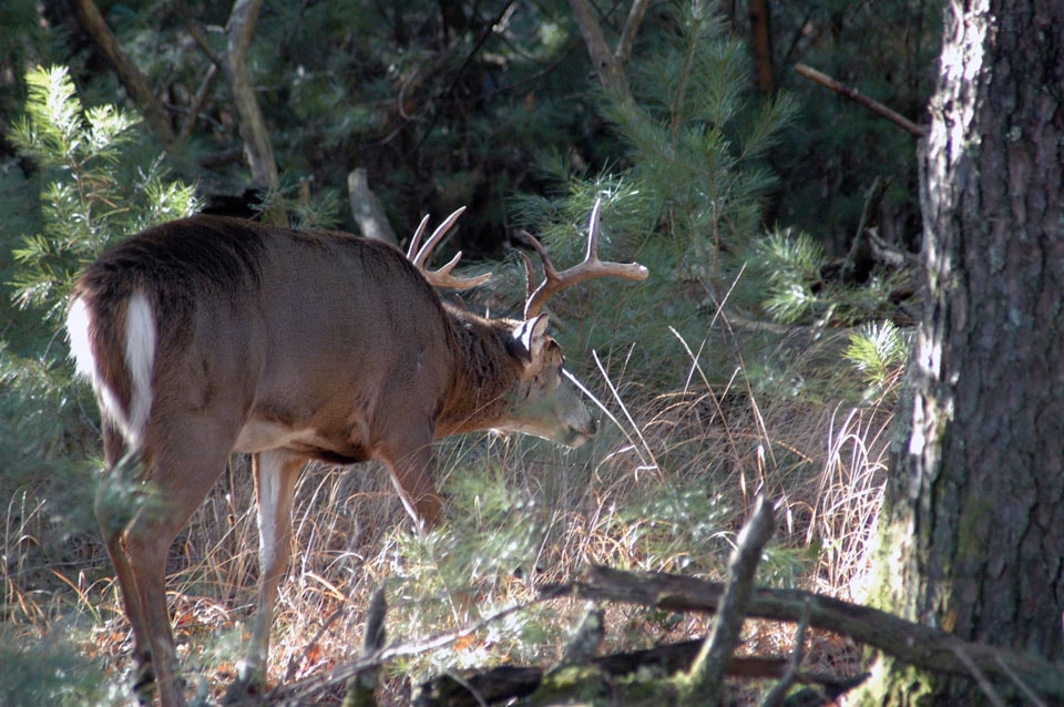 buck going to bedding area