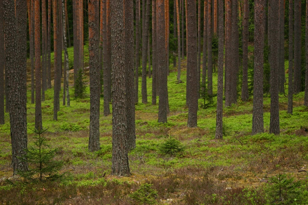 pine stand