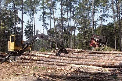 timber cutting