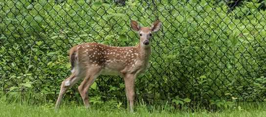 fawn by fence