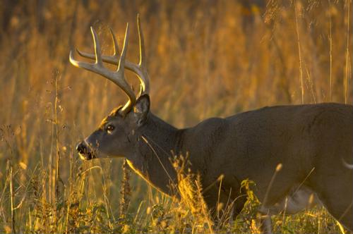 deer hunting property