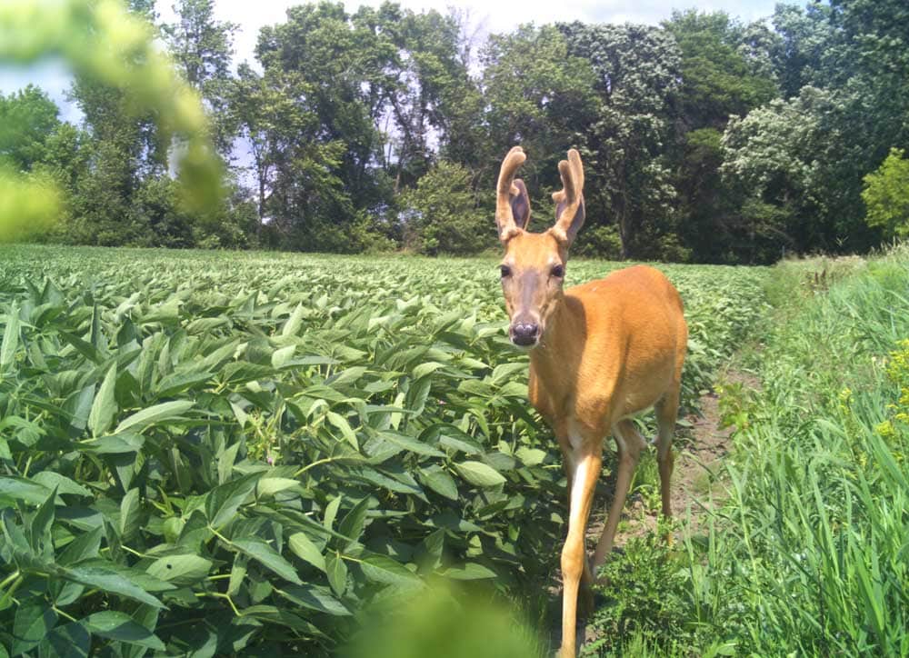 deer in soybeans