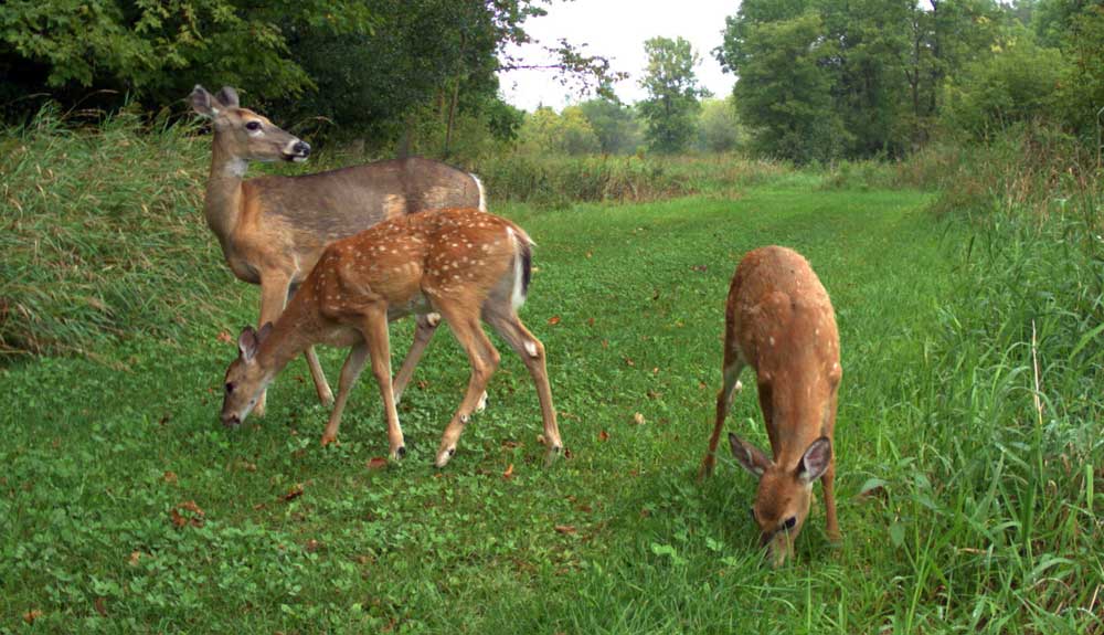 doe and fawns in food plot