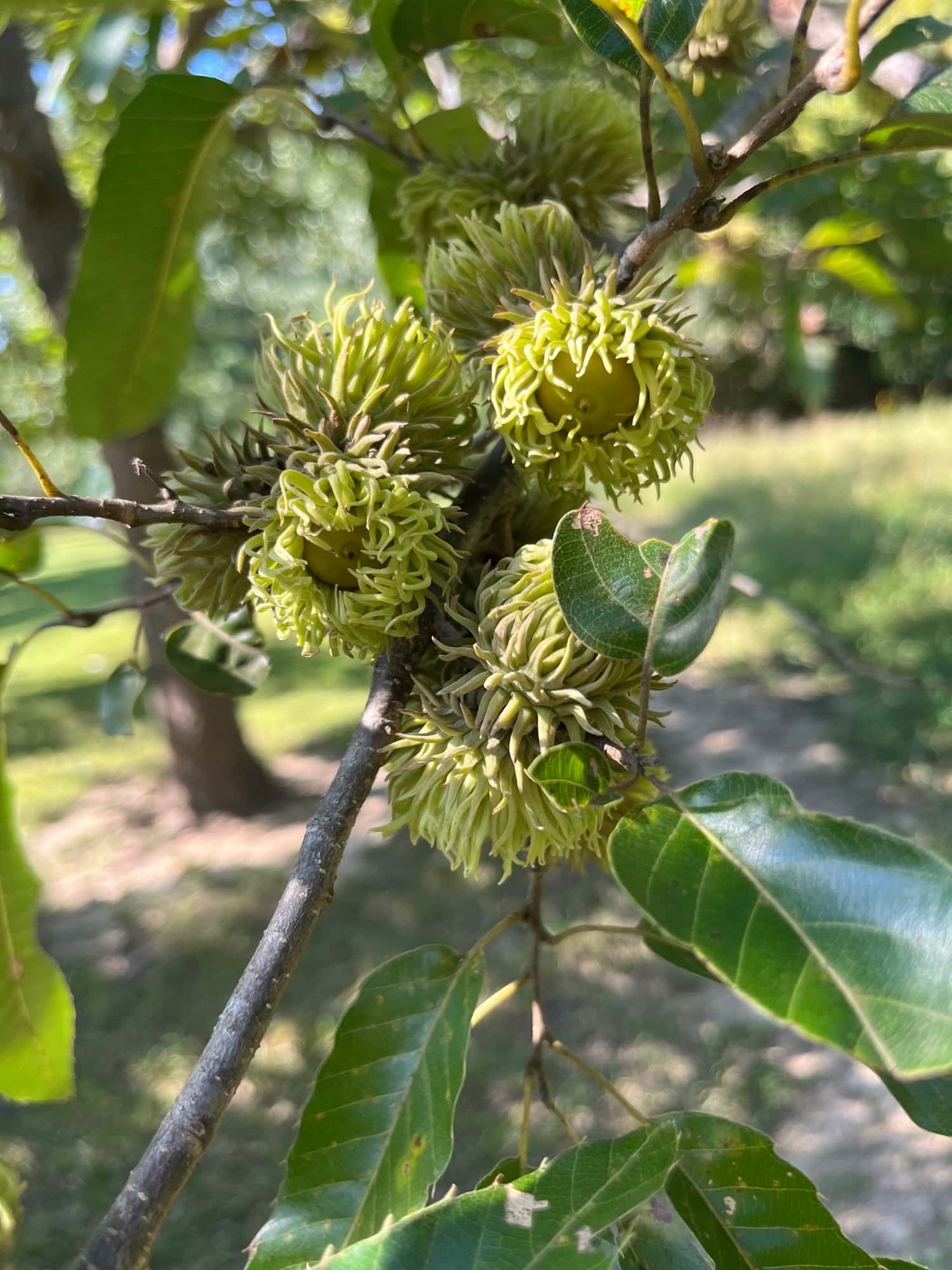 sawtooth oak acorns hanging in the tree