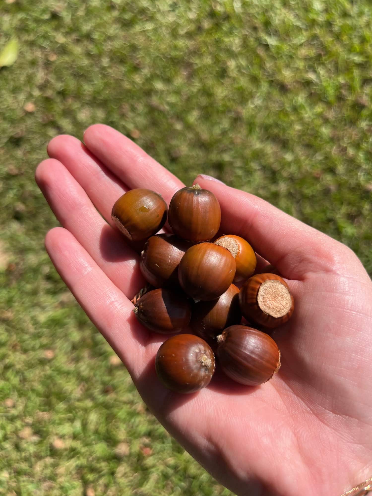 a handful of acorns