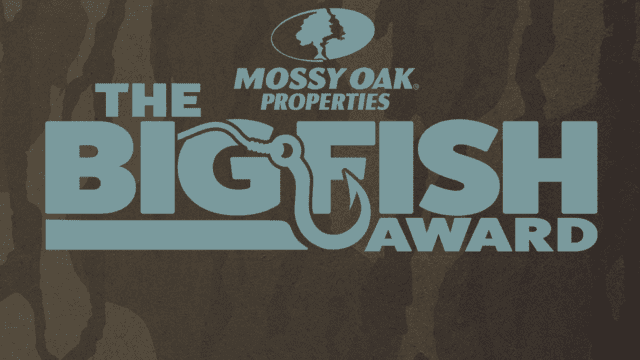 the bigfish award