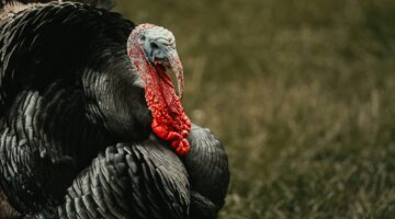 Best Turkey Hunting States: The Ultimate Guide