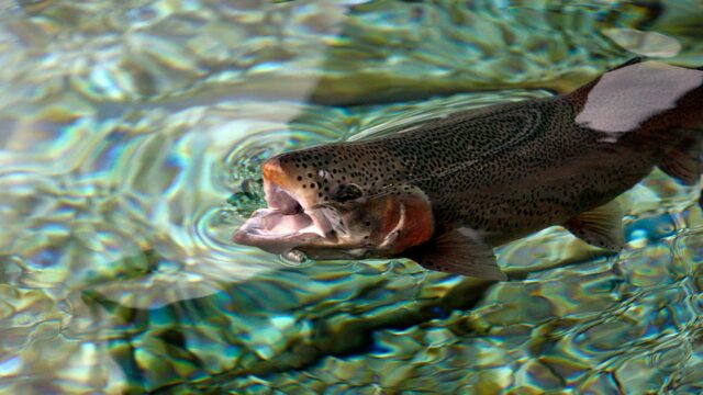 trout fishing