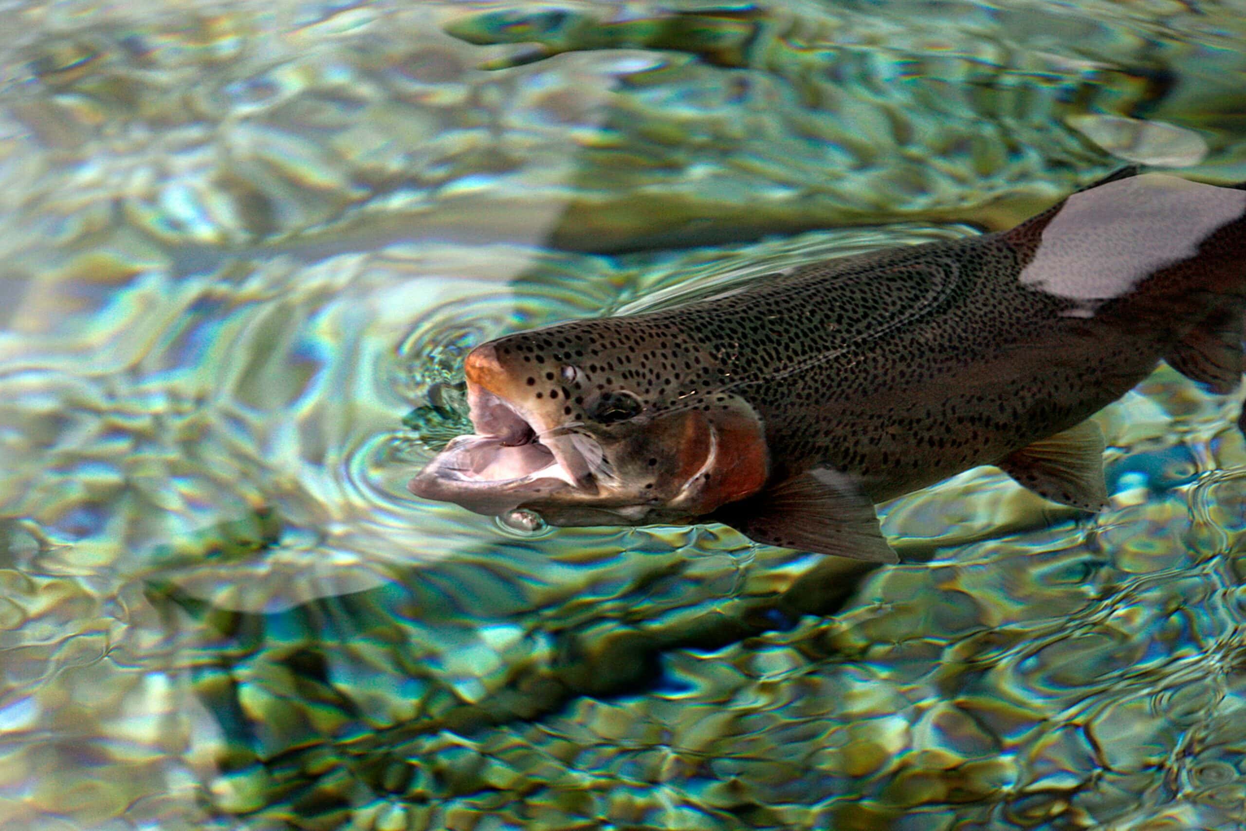 trout fishing