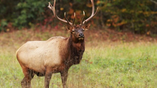 Tennessee hunting seasons