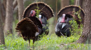 Virginia Hunting Seasons Explained: Big Game, Small Game, and More