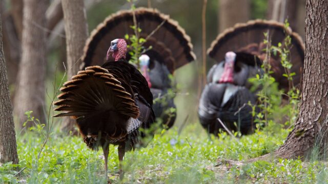 Virginia hunting seasons