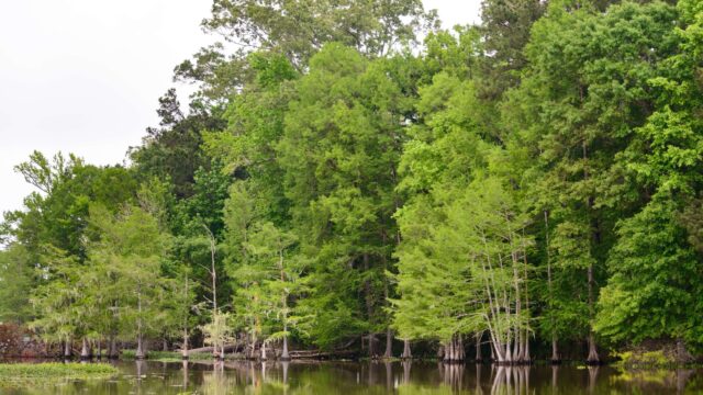 Sustainable Investment in Forestry in Texas