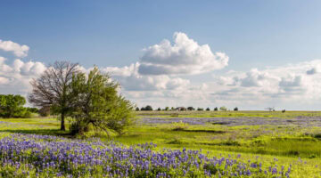 A Texas Buyer’s Guide to Finding Your Place in the Land
