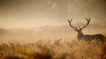 A Practical Deer Hunting Guide for Real Success
