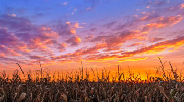 How to Sell Tillable Farm Ground in Indiana for Top Dollar