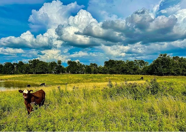 Texas Pasture