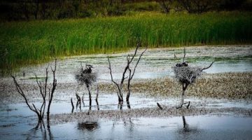 Wildlife Exemptions in Texas: What They Are and How to Qualify