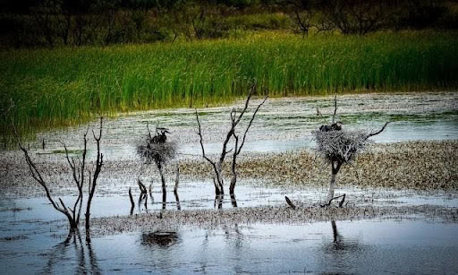 Wildlife Exemptions In Texas