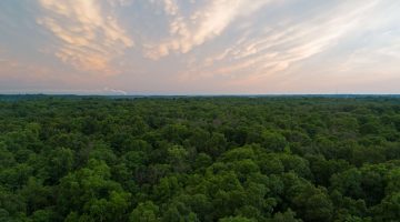 From Strip Mine to Sanctuary: How One Landowner Brought 135 Acres Back to Life in Vermillion County, Indiana