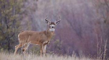 Buying Hunting Land in Kentucky: A Region-by-Region Guide