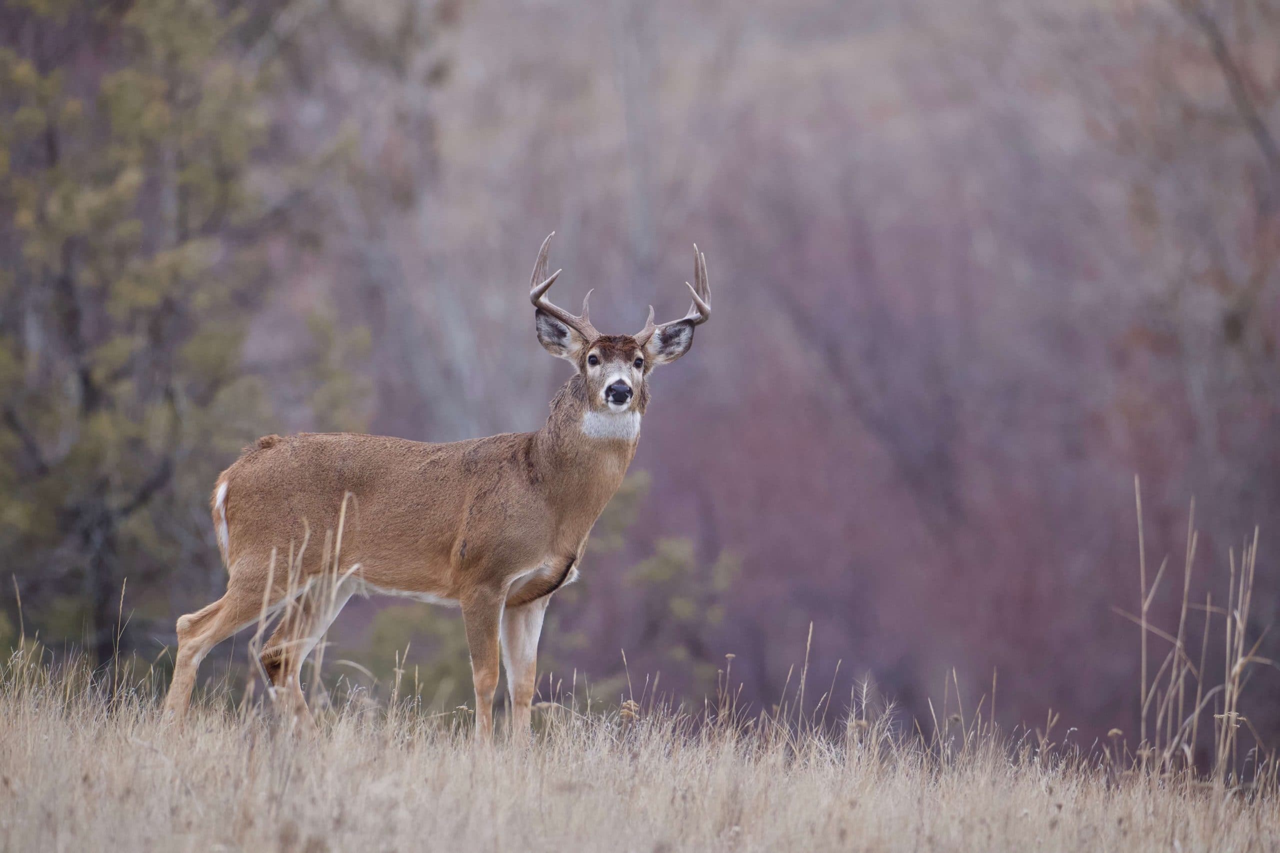 Buying Hunting Land in Kentucky A Region-by-Region Guide