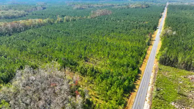 Investing in Georgia Timberland
