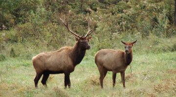 Kentucky Elk Zone: A Land Buyer’s Guide