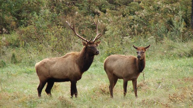 Kentucky Elk Zone A Land Buyer’s Guide