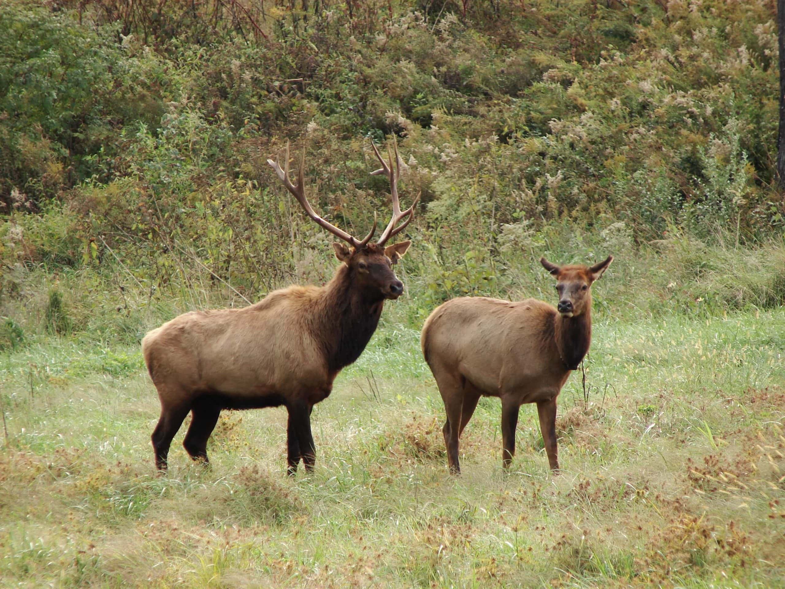 Kentucky Elk Zone A Land Buyer’s Guide
